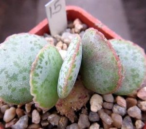 adromischus shuldianus SH473 №15