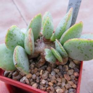 adromischus shuldianus SH473 №16