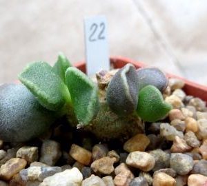 adromischus marianiae tanqua 22