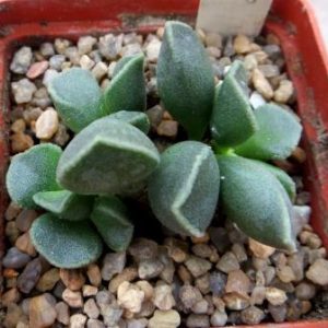 adromischus marianiae tanqua 23