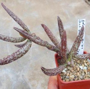 adromischus marianae antidorcatum Traaval 28
