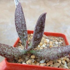 adromischus marianae antidorcatum Traaval 29
