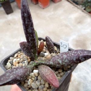 adromischus marianae antidorcatum Traaval 30
