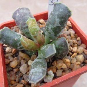 adromischus  cooperi Graaf Reinet- генотип я ярким окрасом 37