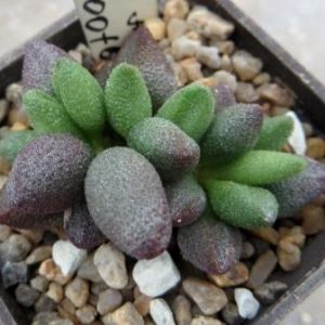 2128, 6 adromischus marianiae Grootberg 54