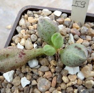adromischus marianiae alveolatus PA 2027 №59