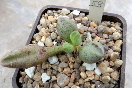 adromischus marianiae alveolatus PA 2027 №59