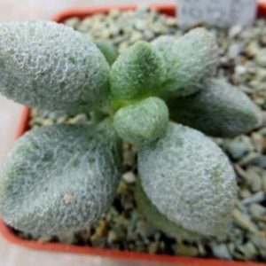 adromischus marianiae alveolatus Grootberg, Бельгия 60