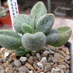 adromischus marianiae alveolatus Grootberg, Бельгия 61