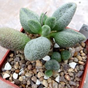 adromischus marianiae alveolatus Grootberg, Бельгия 62