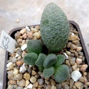 adromischus marianiae alveolatus Grootberg, Бельгия 63