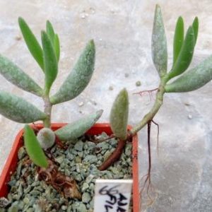 adromischus filicaulis ЮАР 67
