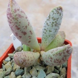adromischus mammillaris 69