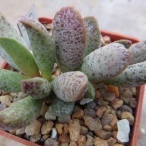 adromischus mammillaris 70