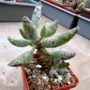 adromischus Silver Tube 75