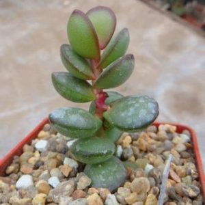 adromischus subdistichus 76