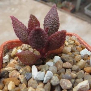adromischus marianiae 'herrei' VCBG 50-2109 № 81