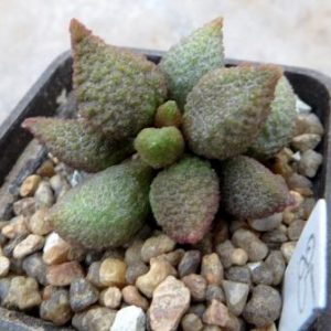 adromischus marianiae 'herrei' Skuiberg генотип 2 №85