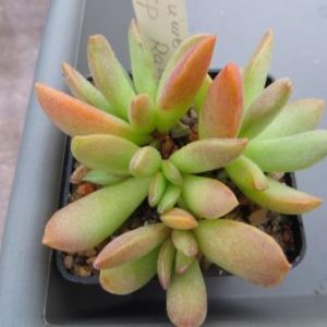 adromischus umbraticola ramosum 90