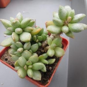 99 adromischus haemesphaerius PV