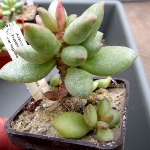 100 adromischus haemesphaerius PV
