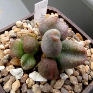 102 adromischus marianae immaculatus ЮАР