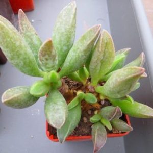 104 adromischus marianae  hybrid  Бельгия , сеянец