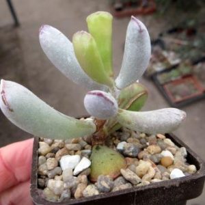 2747 PV adromischus liebenbergii 110