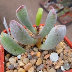 2747 PV adromischus liebenbergii 111