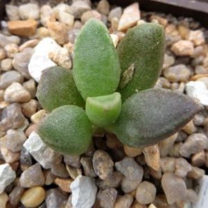 116 adromischus marianae immaculatus Бельгия