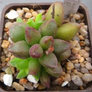 117 adromischus marianae tanqua CR 1398