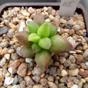 adromischus marianae tanqua CR 1398 118