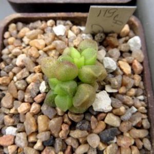 119 adromischus marianae tanqua CR 1398