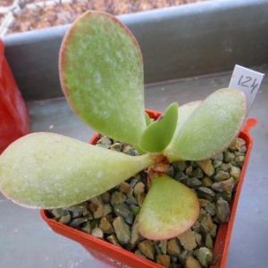 124 adromishus  sp. ЮАР