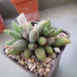 15577  adromischus marianae alveolatus  120