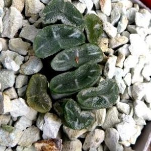 haworthia truncata spiralis