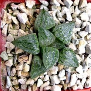 haworthia picta