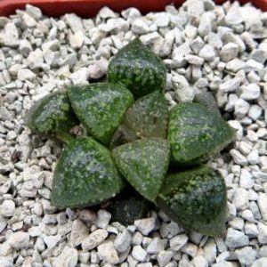 haworthia picta splendid hybrid