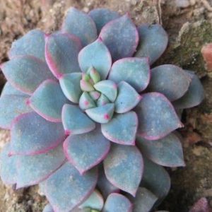 echeveria subcorymbosa