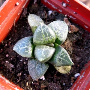 haworthia comptoniana japan