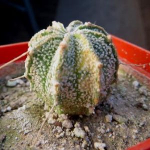 ascap variegata
