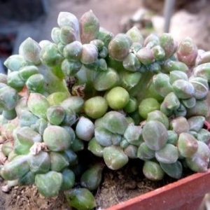 pachyphytum compactum cristata