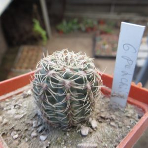 gymnocalycium papschii