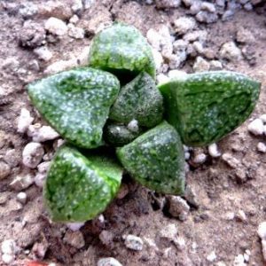 haworthia picta v.tricolor Rooiberg Pass