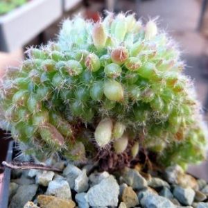 echeveria setosa cristata