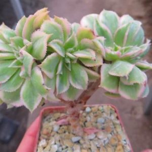 aeonium sunburst cristata