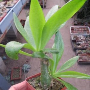 tylecodon paniculatus