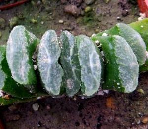 haworthia truncata hybrid