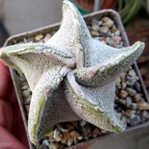 astrophytum myriostigma spiralis haku