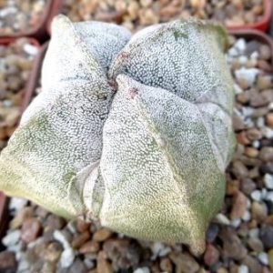 astrophytum myriostigma quadricostatum ball с добавочным ребром